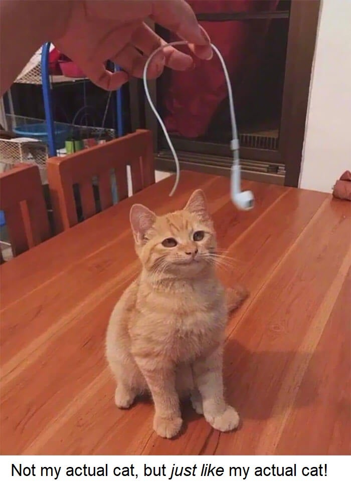 Person showing chewed earbuds cord to smug kitten
